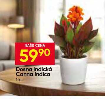 Dosna indická Canna Indica 1ks