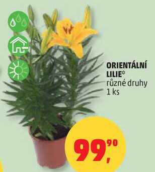 ORIENTÁLNÍ LILIE různé druhy, 1 ks