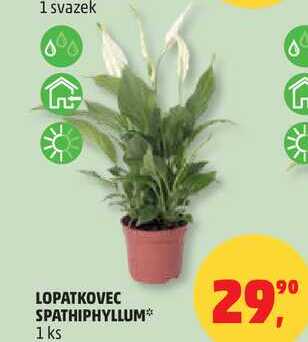 LOPATKOVEC SPATHIPHYLLUM, 1 ks