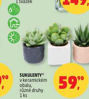 SUKULENTY v keramickém obalu, různé druhy, 1 ks