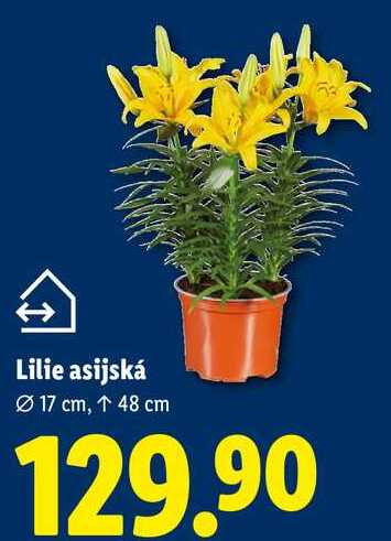 Lilie asijská