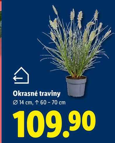 Okrasné traviny