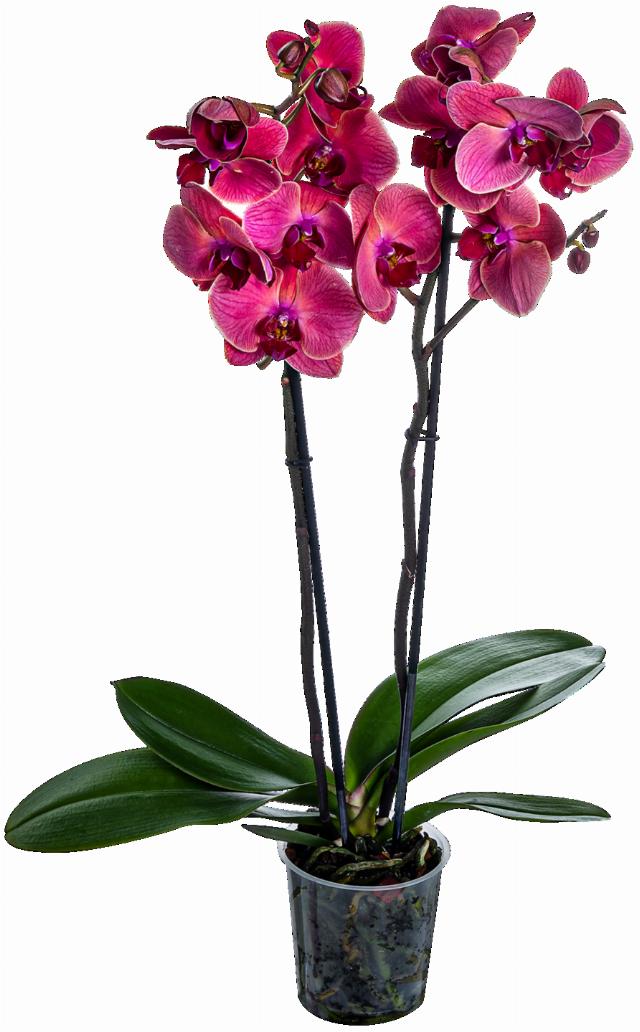 Orchidea Premium 2 výhony