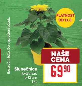 Slunečnice květináč 12 cm 1ks