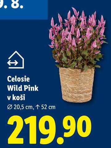 Celosie Wild Pink v koši 