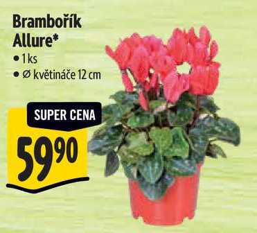 Brambořík Allure