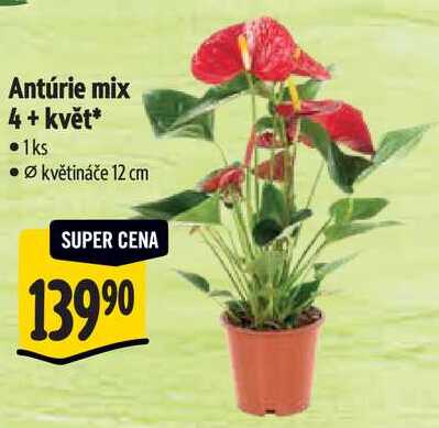 Antúrie mix 4+ květ