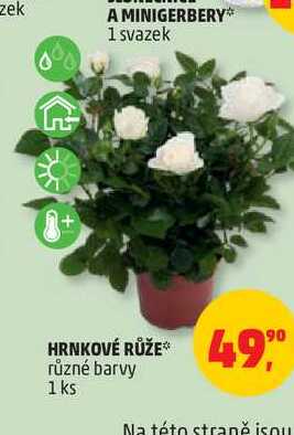 Hrnkové růže 1ks