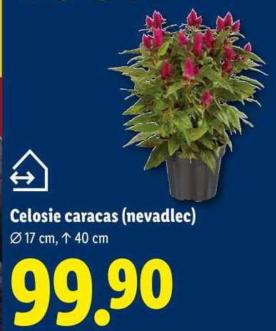 Celosie caracas (nevadlec)