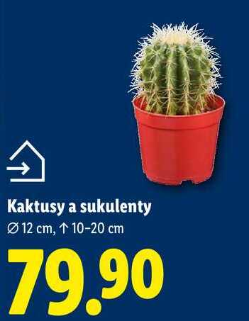 Kaktusy a sukulenty