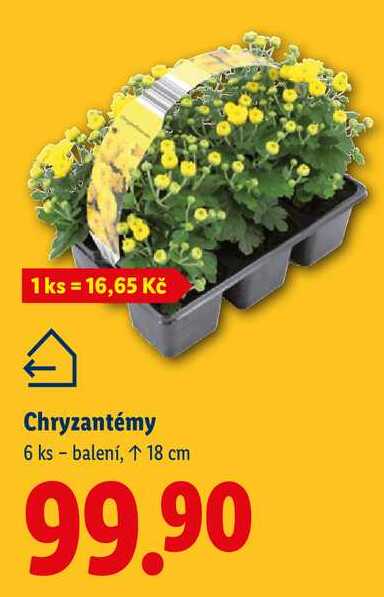 Chryzantémy, 6 ks