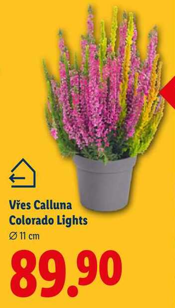 Vřes Calluna Colorado Lights 