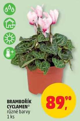BRAMBOŘÍK CYCLAMEN různé barvy, 1 ks