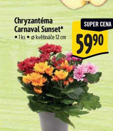 Chryzantéma Carnaval Sunset 1 ks