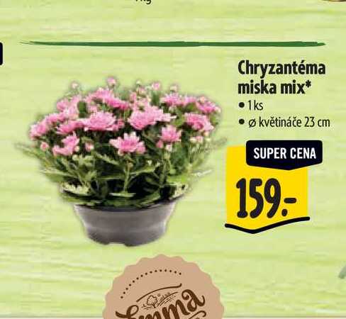  Chryzantéma miska mix, pr. květináče 23 cm  