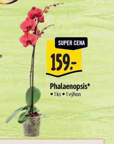   Phalaenopsis 1 výhon 