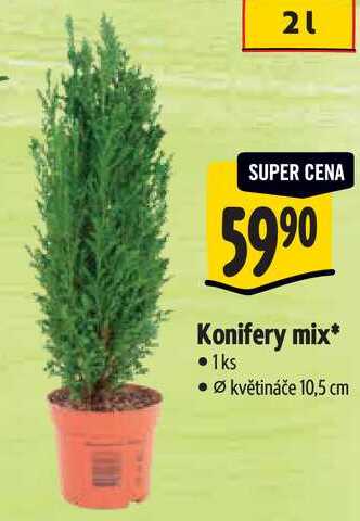 Konifery mix