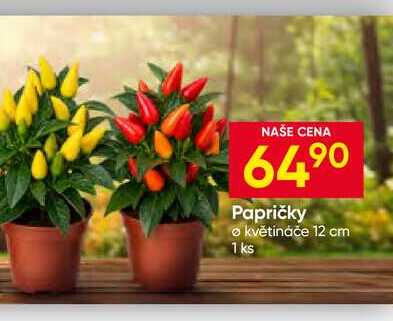 Papričky květináče 12 cm 1 ks