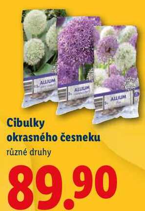 Cibulky okrasného česneku, různé druhy