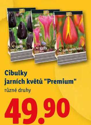 Cibulky jarních květů "Premium", různé druhy