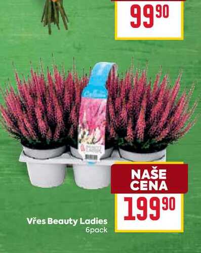 Vřes Beauty Ladies 6pack