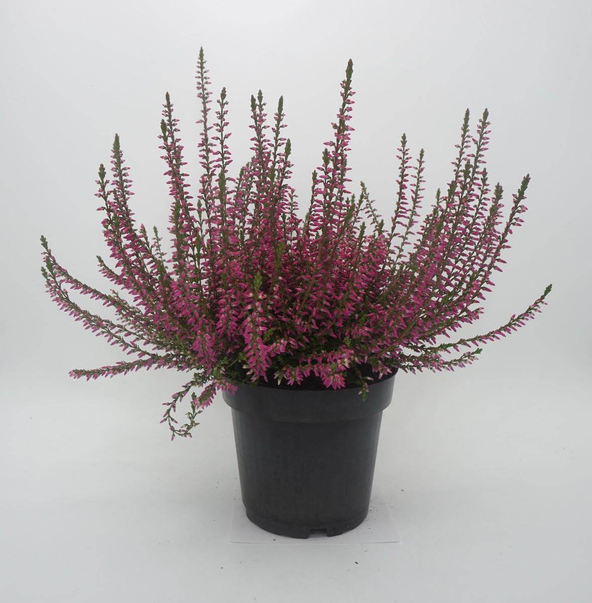 Calluna Marlies, 1 KS