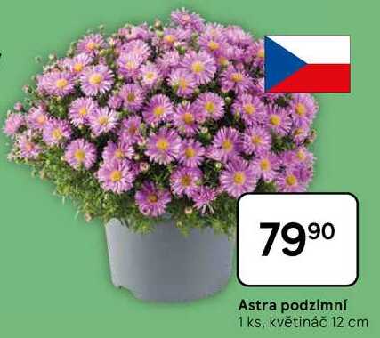 Astra podzimní, 1 ks, květináč 12 cm 
