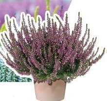 VŘES OBECNÝ (CALLUNA VULGARIS)