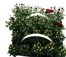 LISTOPADKA ZAHRADNÍ (CHRYSANTHEMUM MULTIFLORA)