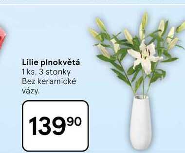 Lilie plnokvětá, 1 ks, 3 stonky