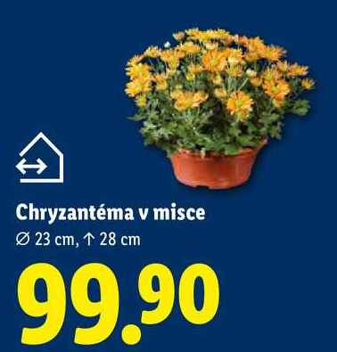 Chryzantéma v misce