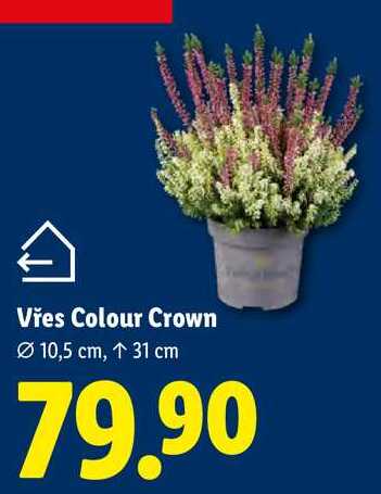 Vřes Colour Crown