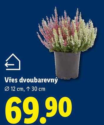 Vřes dvoubarevný