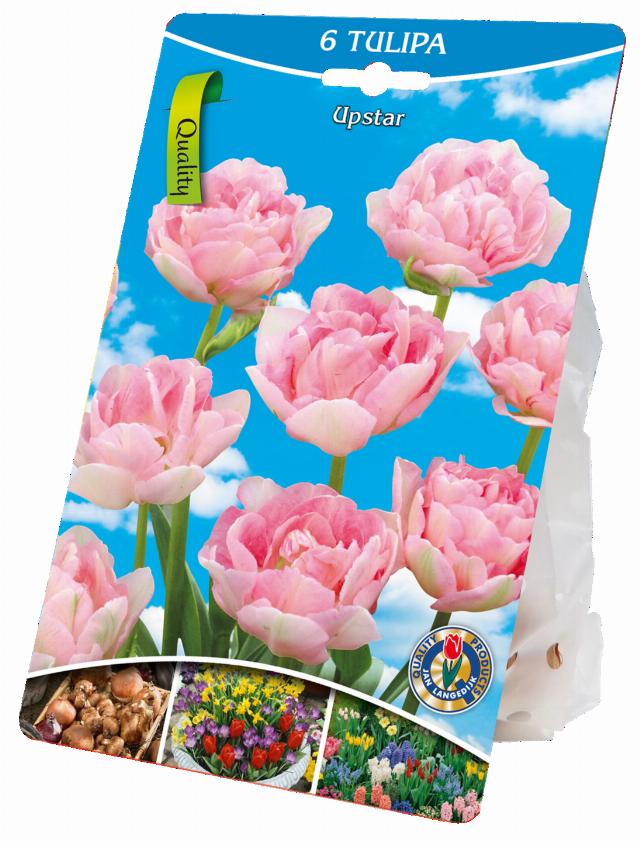 Cibulky květin 6x tulipán růžový