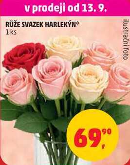 RŮŽE SVAZEK HARLEKÝN, 1 ks 