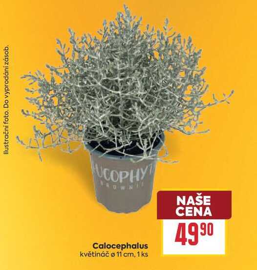 Calocephalus květináč o 11 cm, 1 ks 
