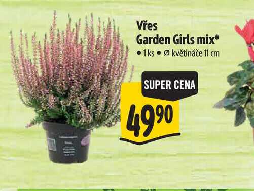 Vřes Garden Girls mix pr. kv. 11 cm