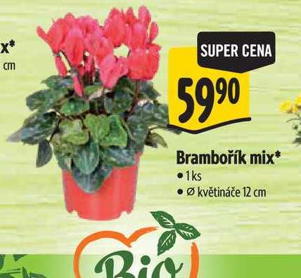  Brambořík mix, pr. květináče 12 cm 