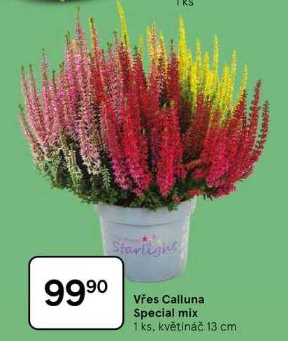 Vřes Calluna Special mix, 1 ks, květináč 13 cm