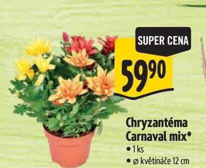 Chryzantéma Carnaval mix