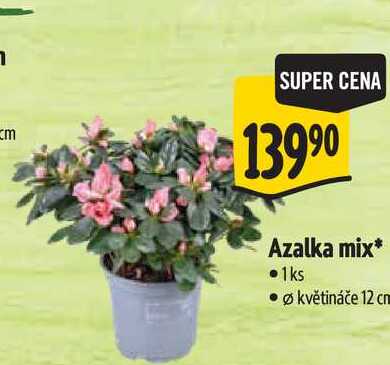 Azalka mix