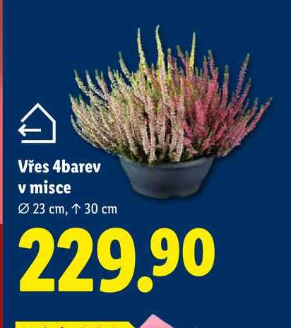 Vřes 4barev v misce