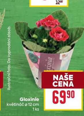Gloxinie květináč o 12 cm 1ks