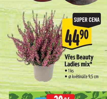 Vřes Beauty Ladies mix, pr. květináče 9,5 cm