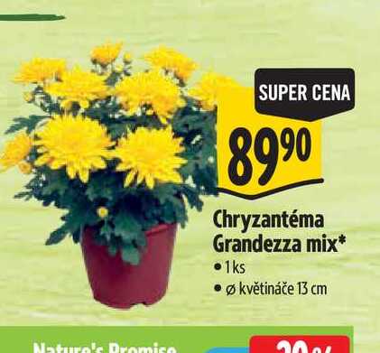  Chryzantéma Grandezza mix, pr. květináče 13 cm 