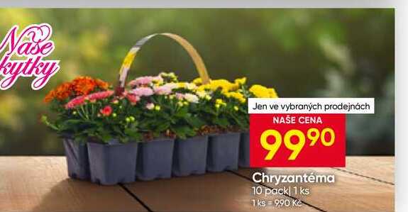 Chryzantéma 10 pack 1 ks