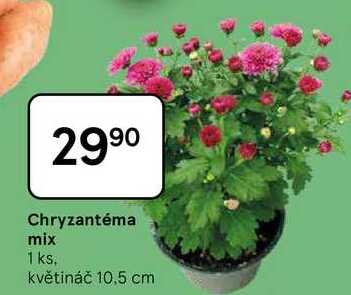 Chryzantéma mix, 1 ks, květináč 10,5 cm