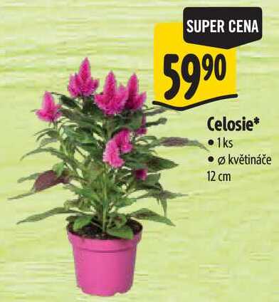 Celosie