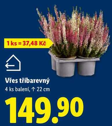 Vřes tříbarevný, 4 ks