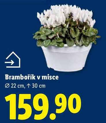 Brambořík v misce